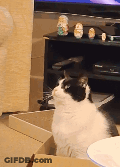 Black And White Cat Sits In Cardboard Box GIF
