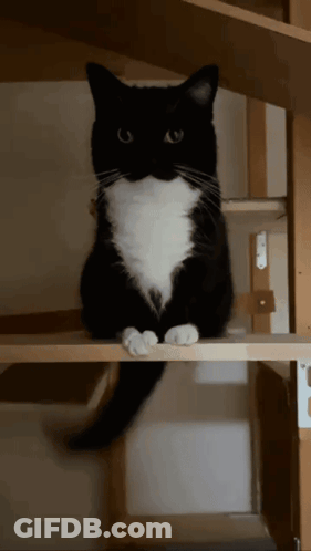 Black And White Cat Sitting GIF