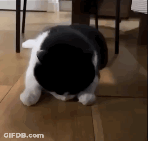 Black And White Cat Sitting Head Down GIF