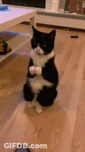 Black And White Cat Sitting Holding White Object GIF