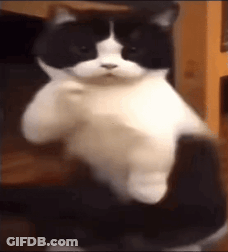 Black And White Cat Sitting In Chair GIF