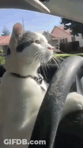 Black And White Cat Sitting In Driver Seat Looking Out Window GIF