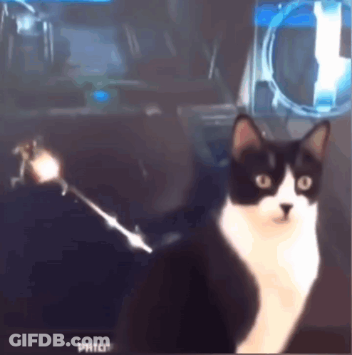 Black And White Cat Sitting In Front Of Philips Television GIF