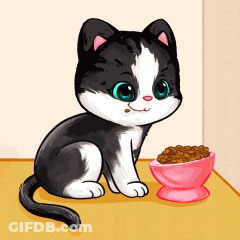 Black And White Cat Sitting Next To Bowl Of Cat Food GIF