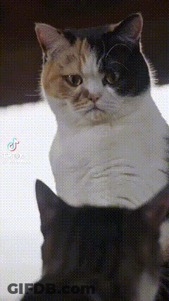 Black And White Cat Sitting On Another Cat GIF