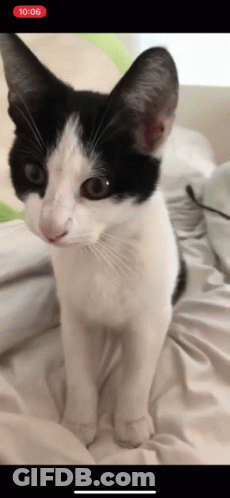 Black And White Cat Sitting On Bed With Red 10:06 Sticker GIF