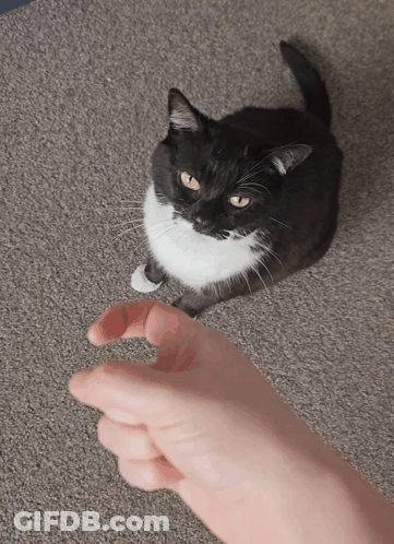 Black And White Cat Sitting On Carpet With Person Thumbs Up GIF