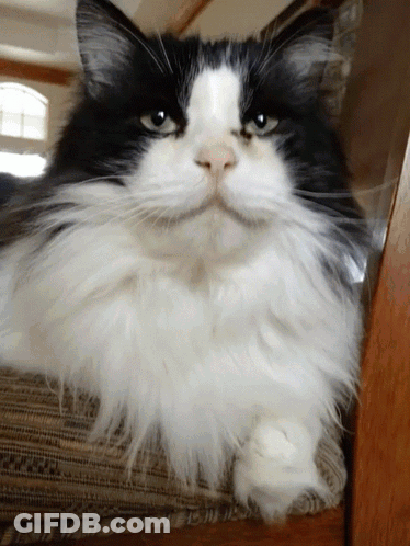 Black And White Cat Sitting On Chair Looking At Camera GIF