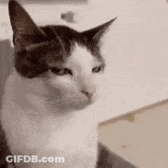 Black And White Cat Sitting On Chair Looking At Camera GIF