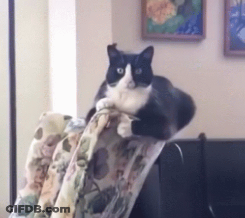 Black And White Cat Sitting On Chair GIF