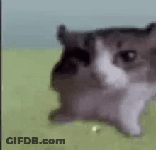 Black And White Cat Sitting On Green Field GIF