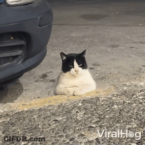 Black And White Cat Sitting On Roadside GIF