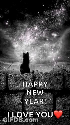 Black And White Cat Sitting On Stone Wall GIF