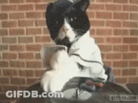 Black And White Cat Sitting On Table GIF