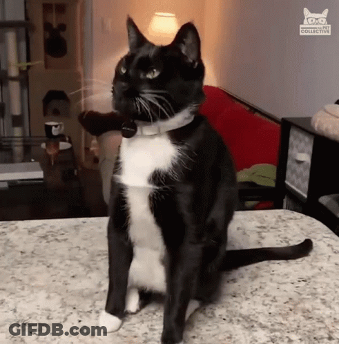 Black And White Cat Sitting On Table GIF
