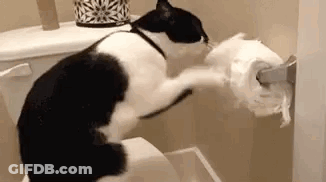 Black And White Cat Sitting On Toilet Playing With Toilet Paper GIF