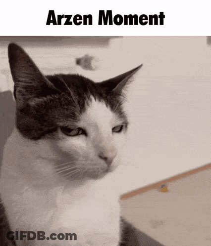 Black And White Cat Sitting With Arzen Moment GIF