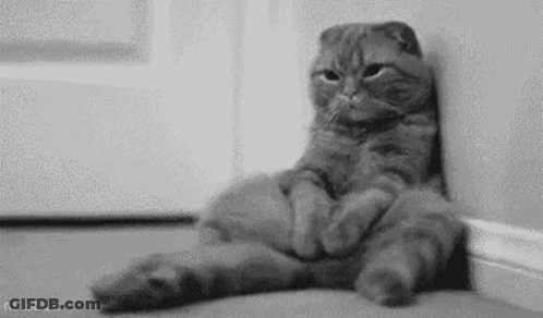 Black And White Cat Sitting With Legs Crossed GIF