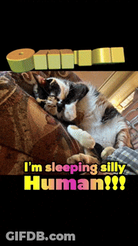 Black And White Cat Sleeping GIF