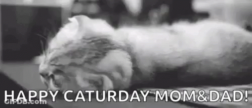 Black And White Cat Sleeping Happy Saturday Mom And Dad GIF