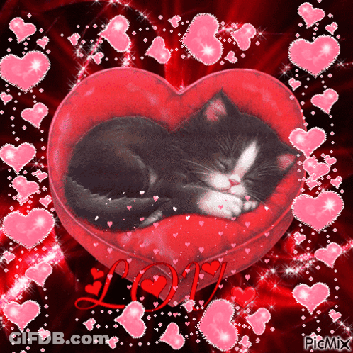 Black And White Cat Sleeping In Red Heart Pillow GIF
