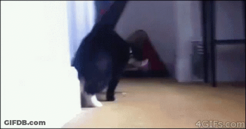 Black And White Cat Standing GIF