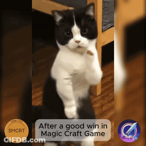 Black And White Cat Standing After Good Win GIF