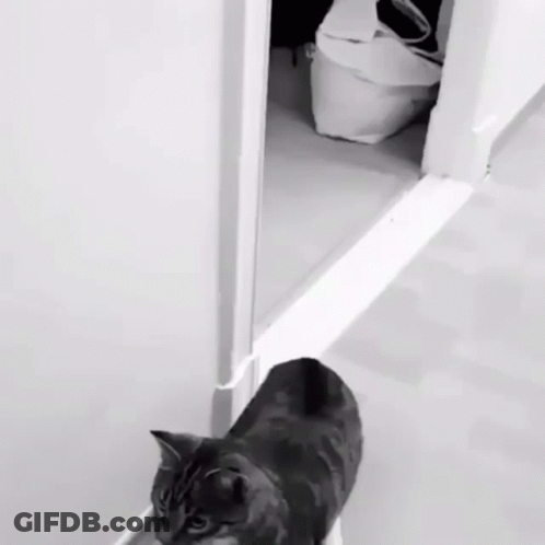 Black And White Cat Standing By Doorway GIF