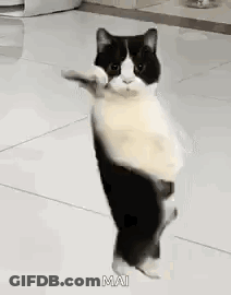 Black And White Cat Standing GIF
