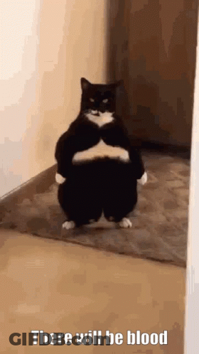 Black And White Cat Standing Crossed Arms GIF