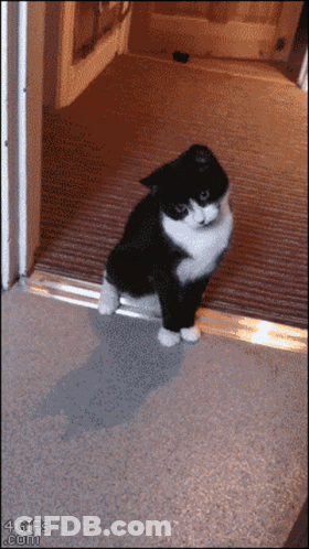 Black And White Cat Standing In Doorway GIF