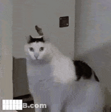 Black And White Cat Standing In Doorway GIF