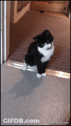 Black And White Cat Standing In Doorway GIF