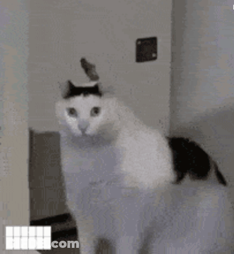 Black And White Cat Standing In Doorway With Naur GIF
