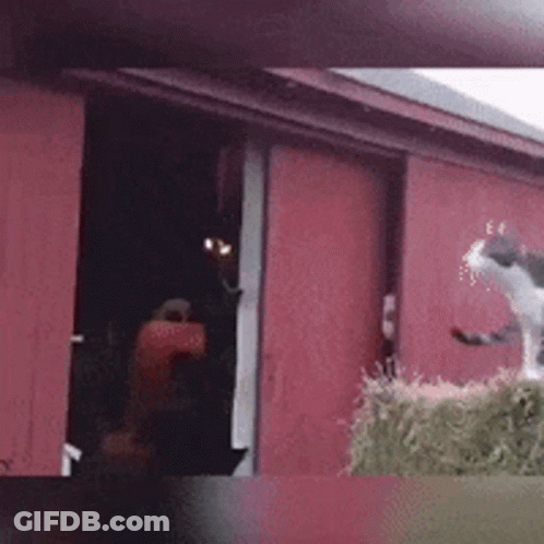 Black And White Cat Standing In Front Of Red Barn Door GIF