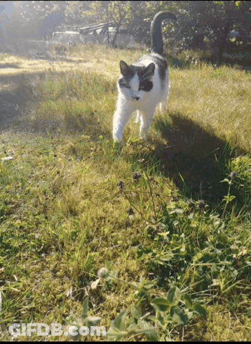 Black And White Cat Standing In Grassy Field GIF