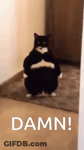 Black And White Cat Standing In Hallway GIF