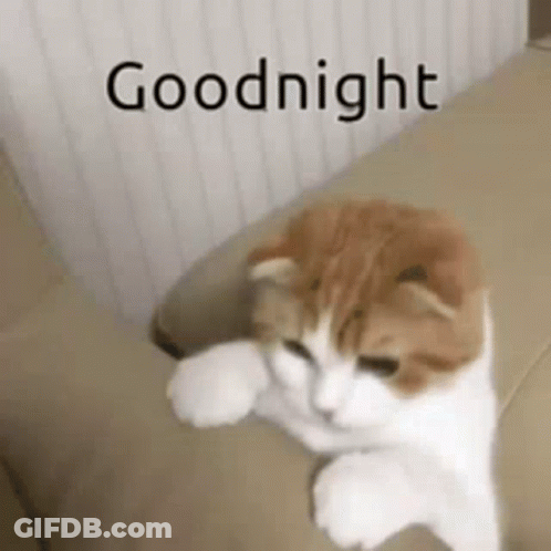 Black And White Cat Standing In Hallway GIF