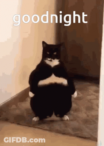 Black And White Cat Standing In Hallway GIF