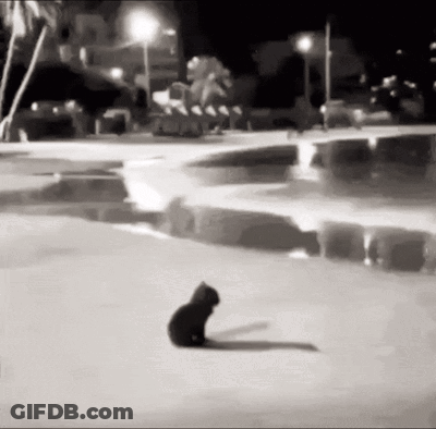 Black And White Cat Standing In Snow GIF