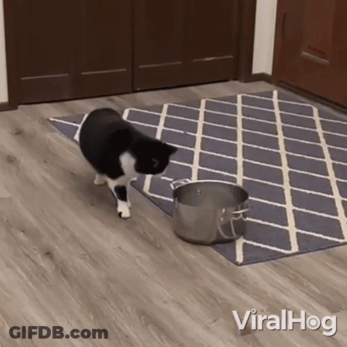 Black And White Cat Standing Next To Pot On Rug With Viralhog GIF