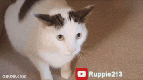 Black And White Cat Standing Next To YouTube Icon GIF