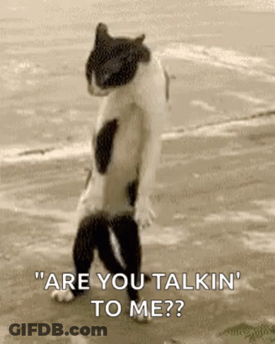 Black And White Cat Standing On Beach GIF