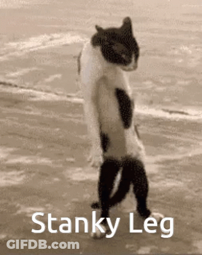 Black And White Cat Standing On Beach GIF
