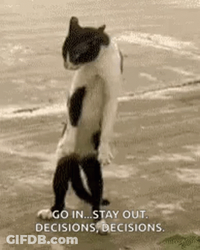 Black And White Cat Standing On Beach GIF