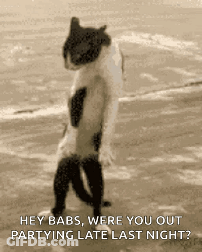 Black And White Cat Standing On Beach Saying Hey Babs Were You Out Partying GIF