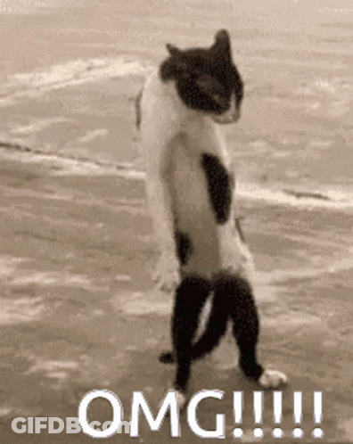 Black And White Cat Standing On Beach Saying OMG GIF