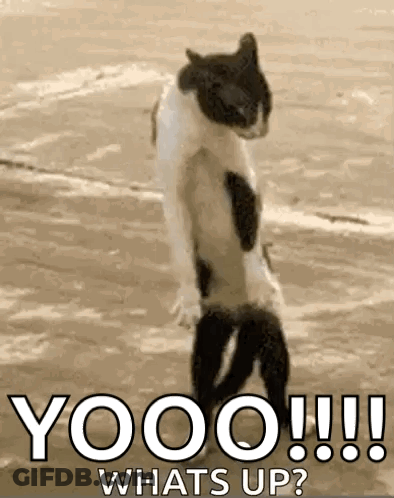 Black And White Cat Standing On Beach Saying Yooo GIF