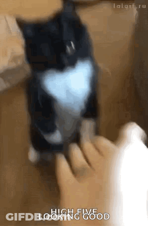 Black And White Cat Standing On Foot GIF