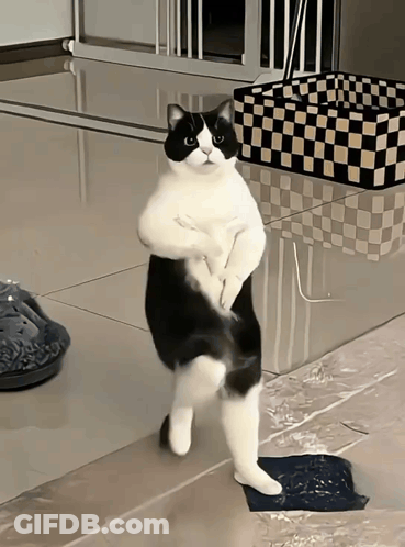 Black And White Cat Standing On Hind Legs GIF